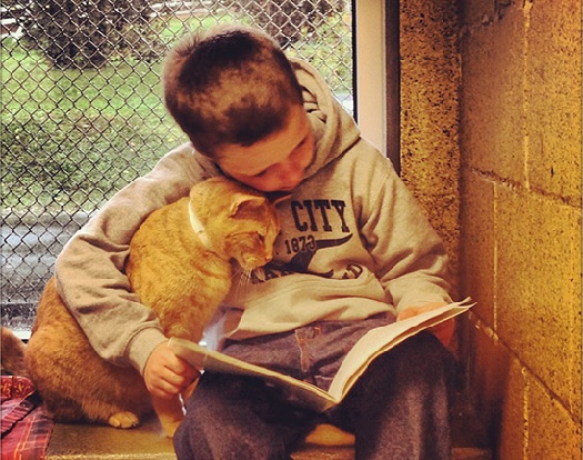 cat reading book.jpg